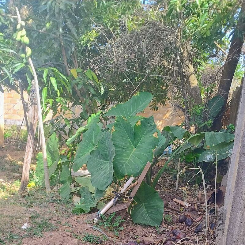 Imagem da publicação