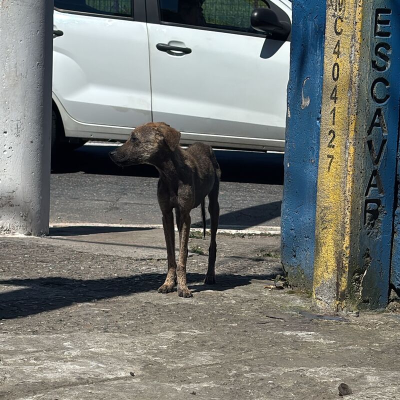 Imagem da publicação