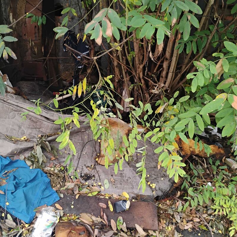 Imagem da publicação