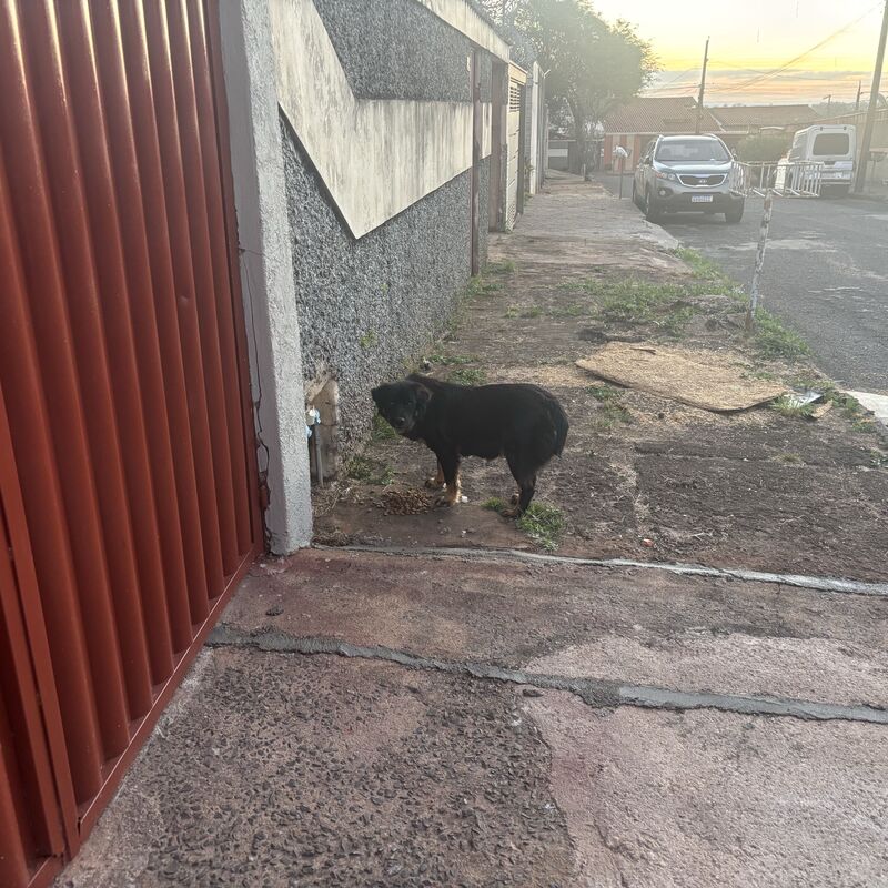 Imagem da publicação