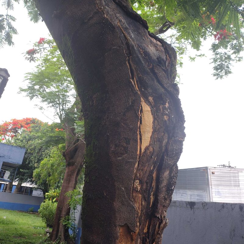 Imagem da publicação