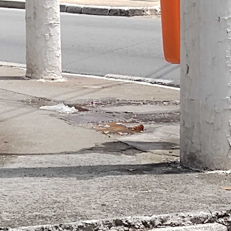 Imagem da publicação