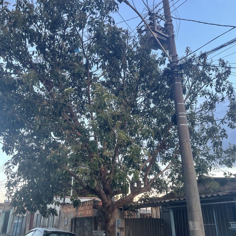 Imagem da publicação