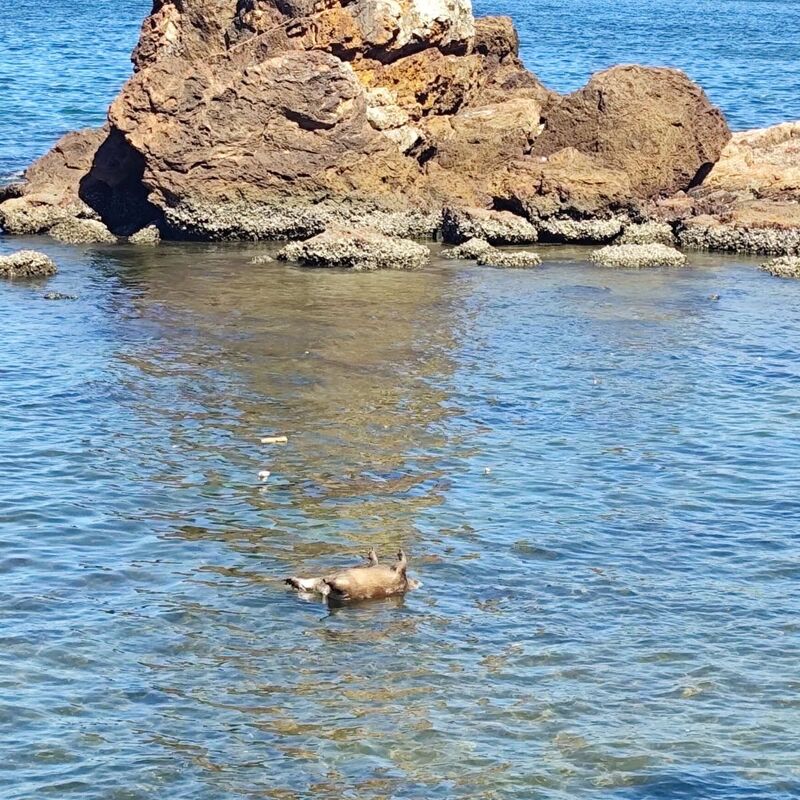 Imagem da publicação