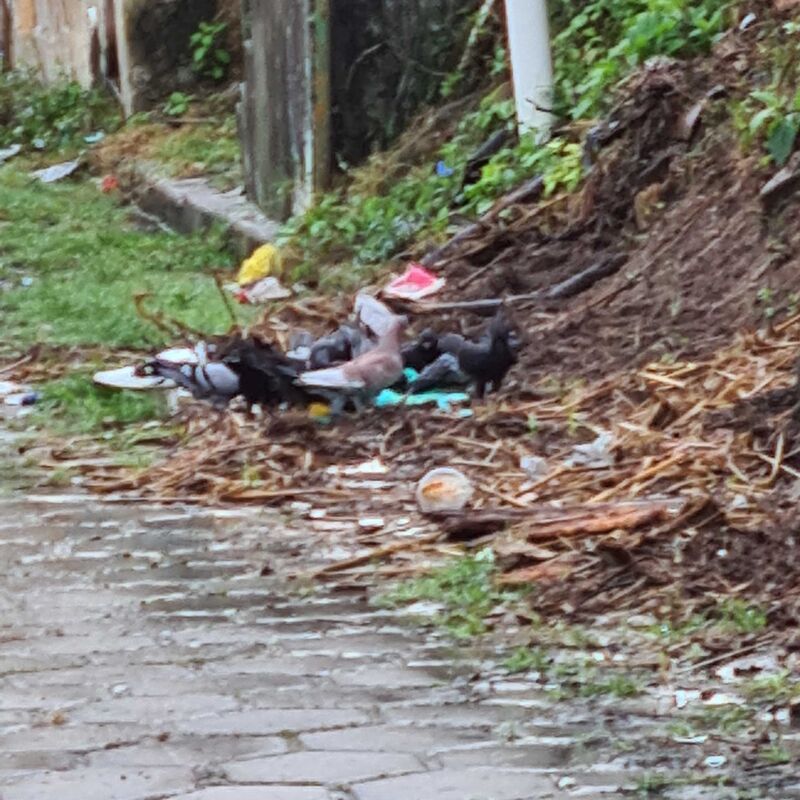 Imagem da publicação