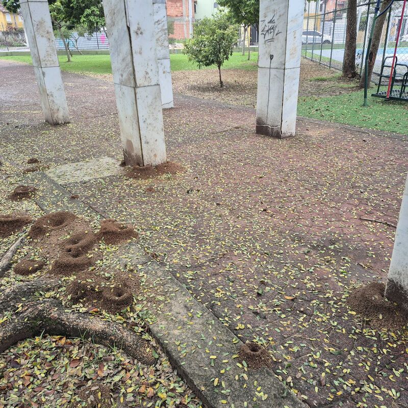 Imagem da publicação
