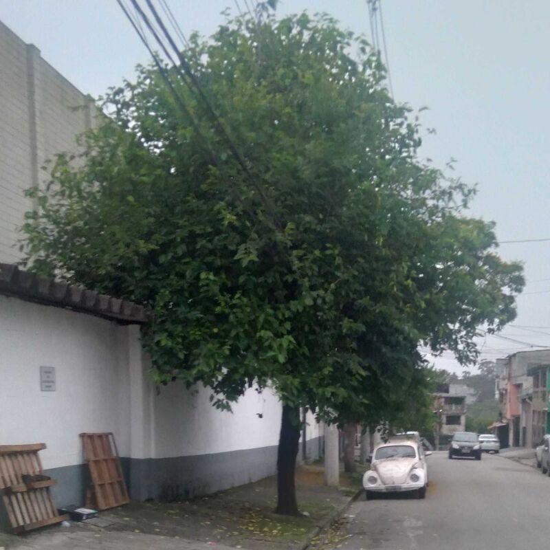 Imagem da publicação