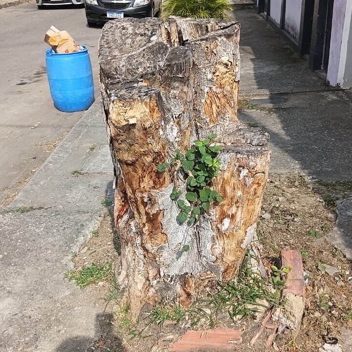 Imagem da publicação