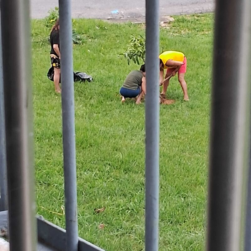 Imagem da publicação