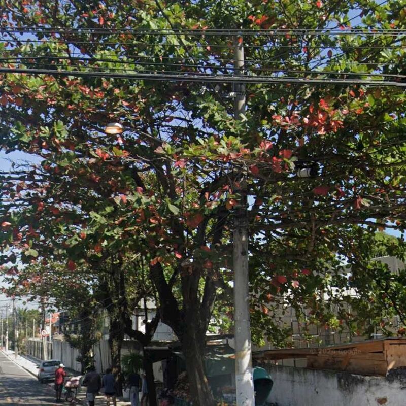 Imagem da publicação