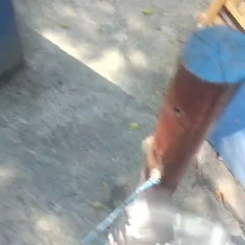 Imagem da publicação
