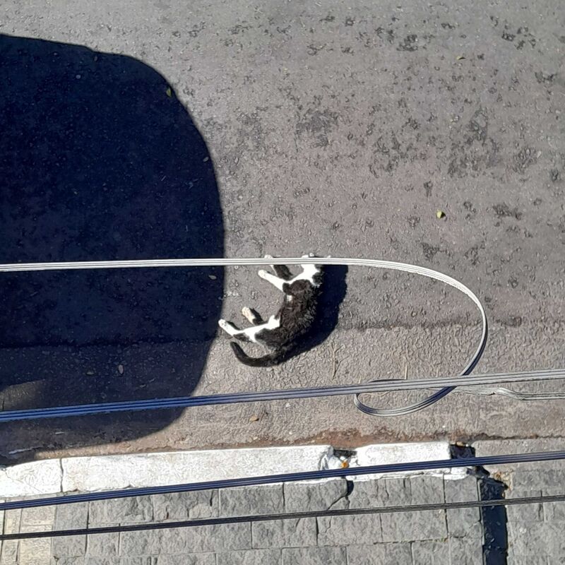 Imagem da publicação