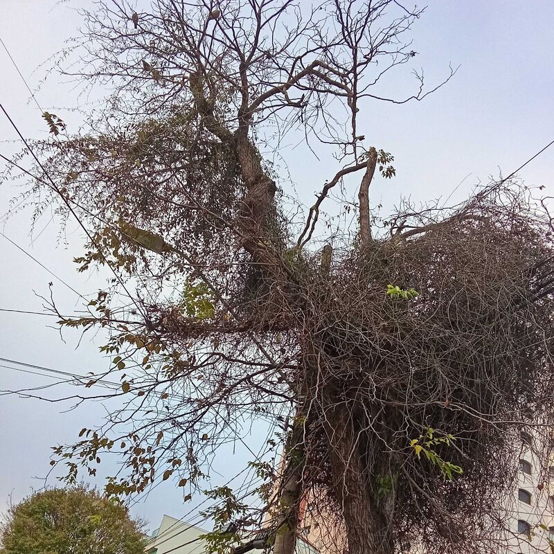 Imagem da publicação