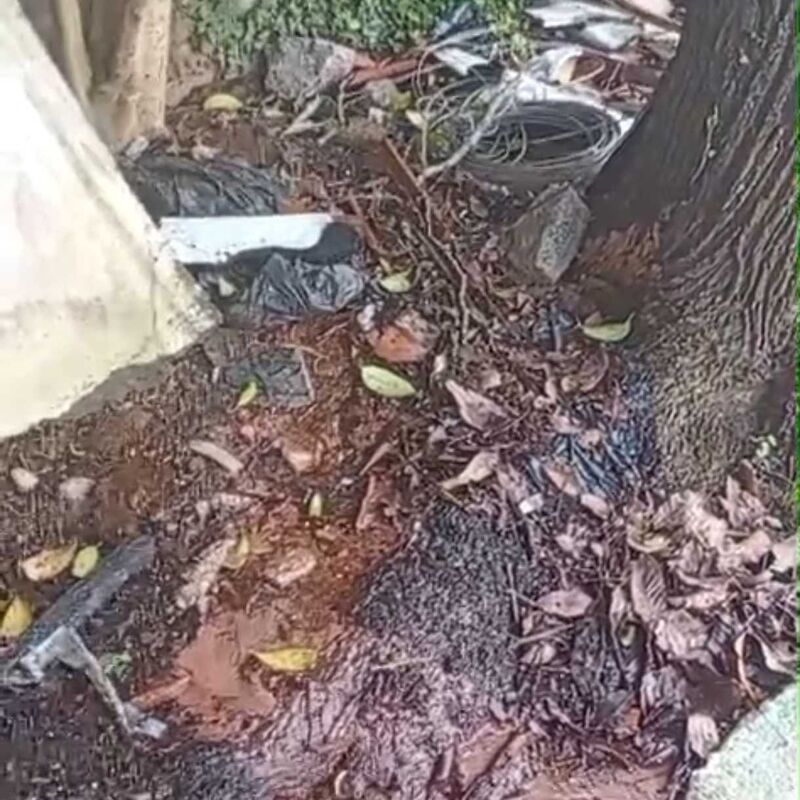 Imagem da publicação