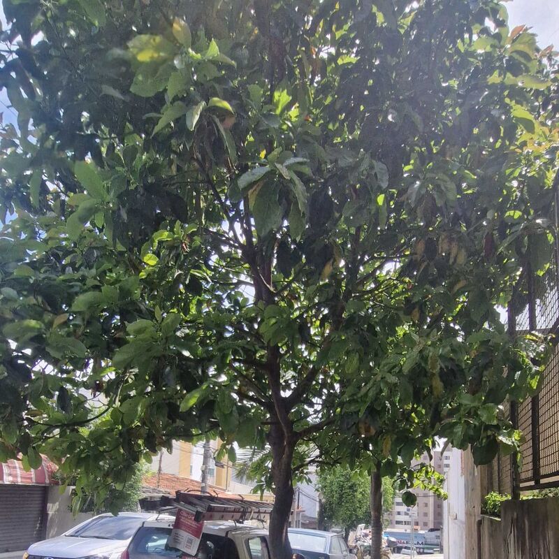 Imagem da publicação