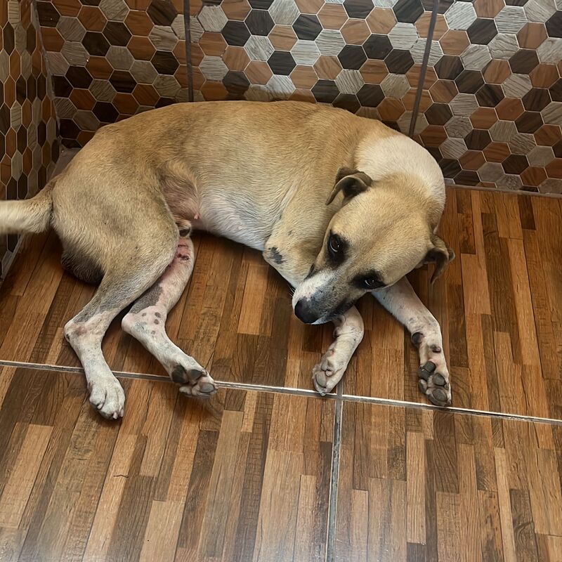 Imagem da publicação