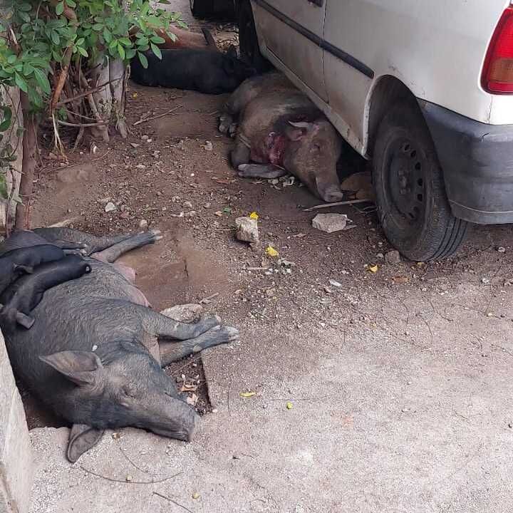 Imagem da publicação