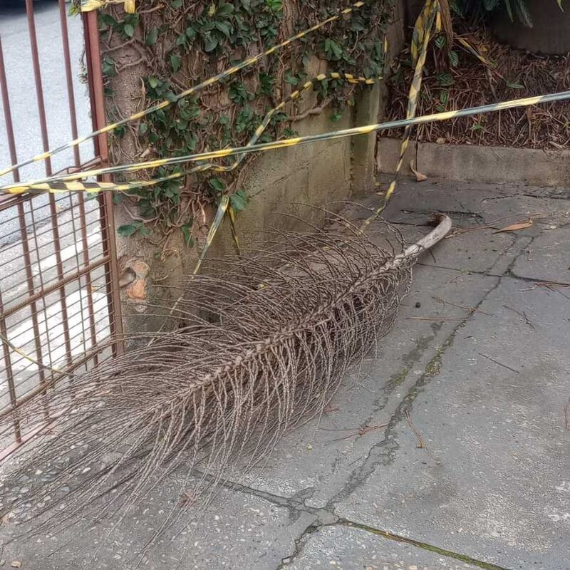 Imagem da publicação