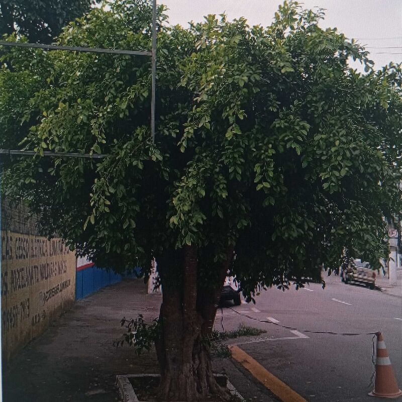 Imagem da publicação