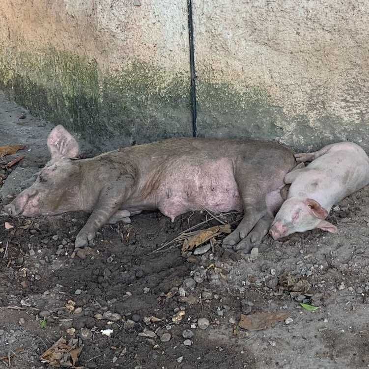 Imagem da publicação