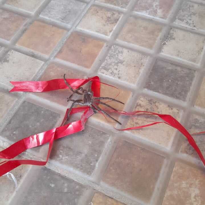 Imagem da publicação