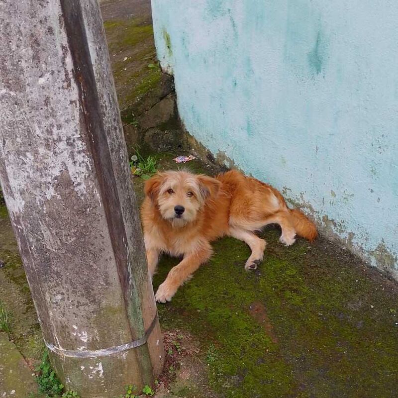 Imagem da publicação
