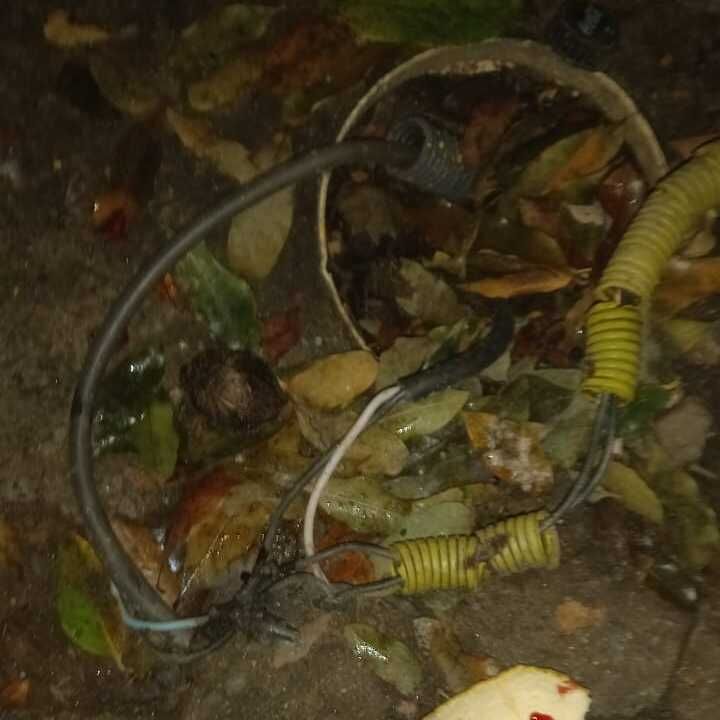 Imagem da publicação