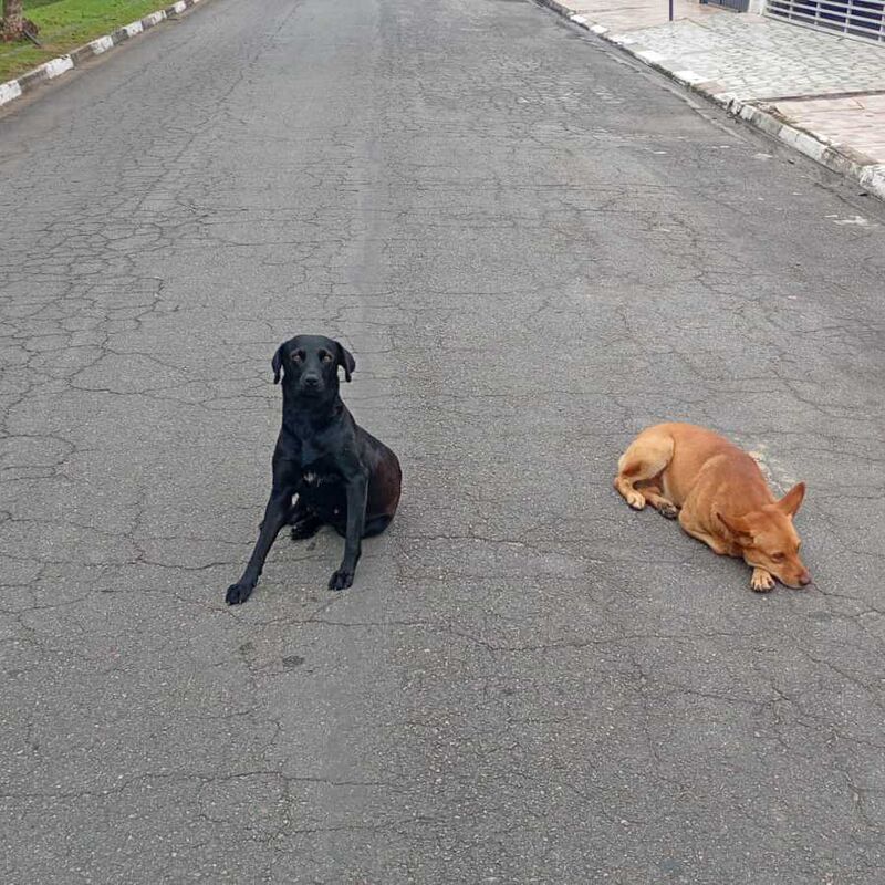 Imagem da publicação