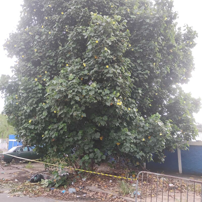 Imagem da publicação