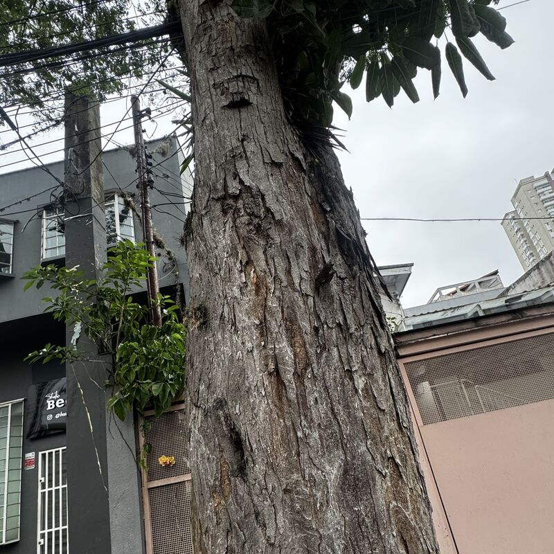Imagem da publicação