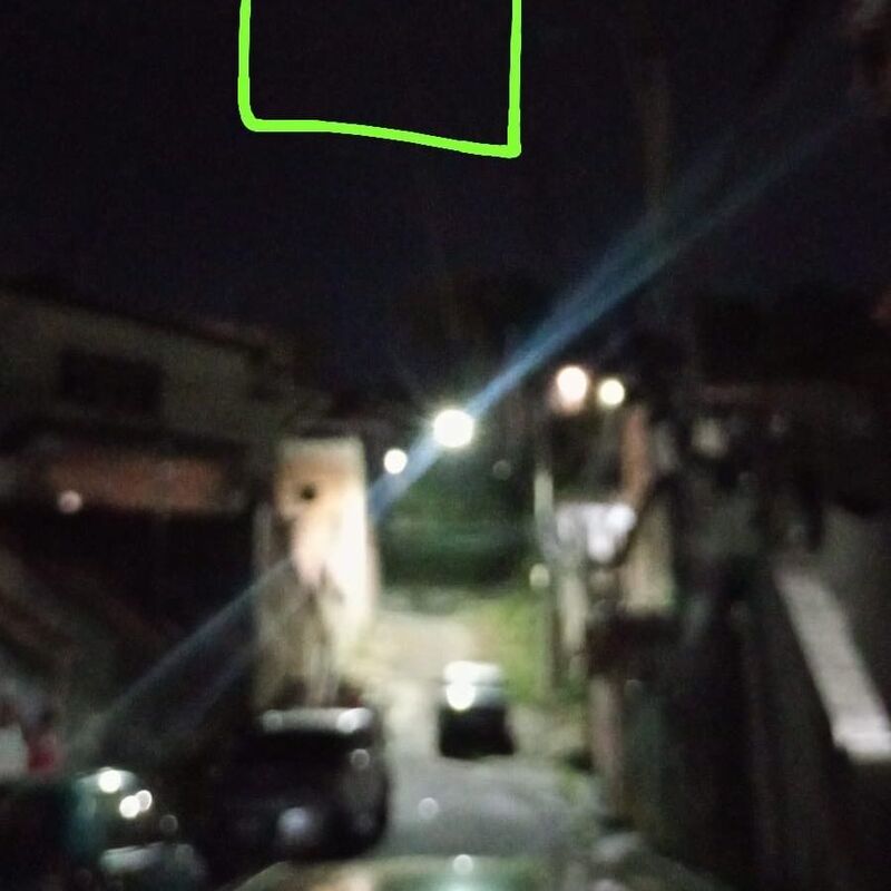 Imagem da publicação