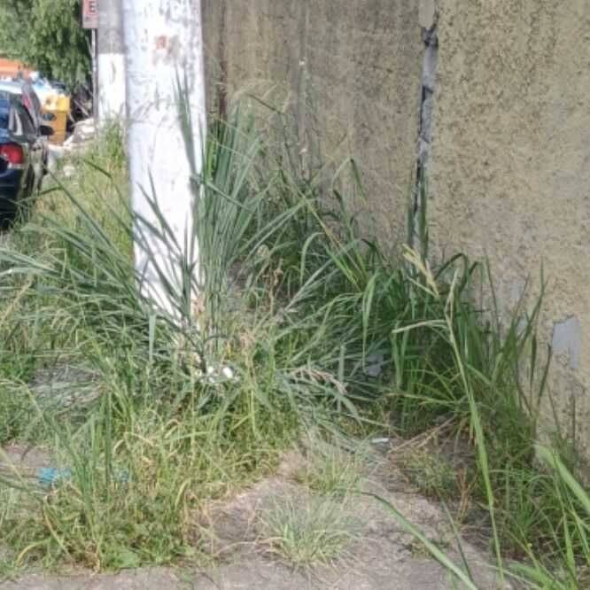 Imagem da publicação