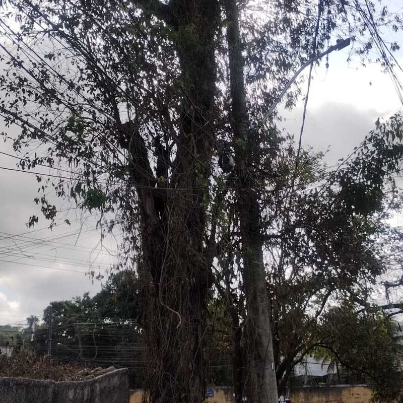 Imagem da publicação