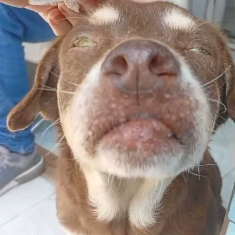 Imagem da publicação