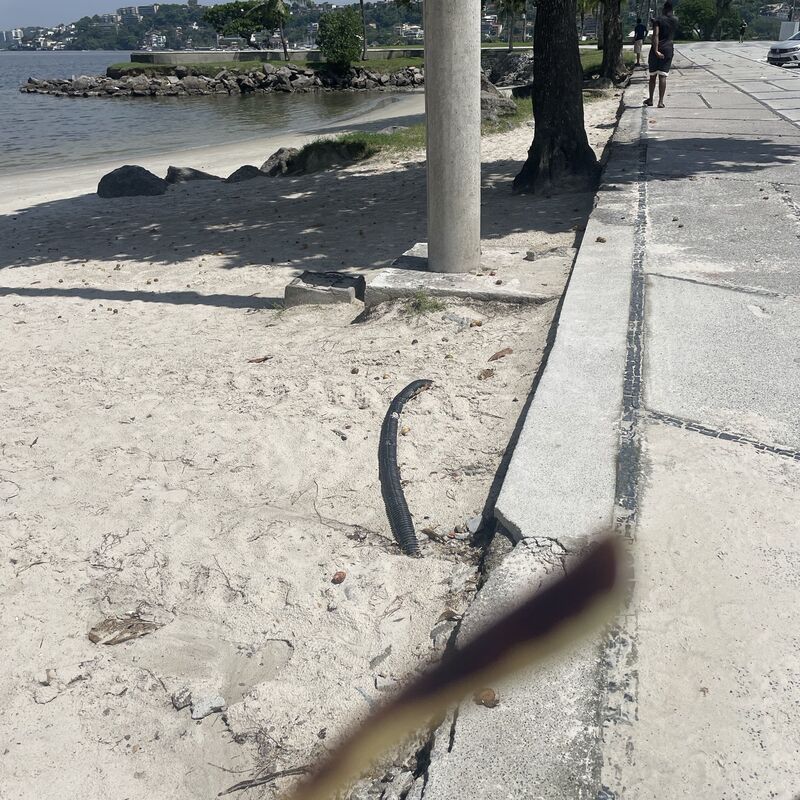 Imagem da publicação