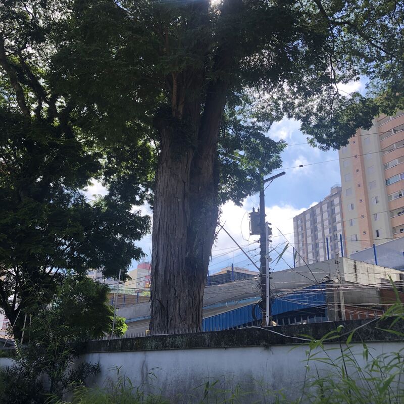 Imagem da publicação