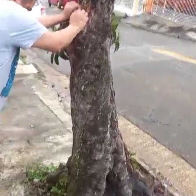 Imagem da publicação