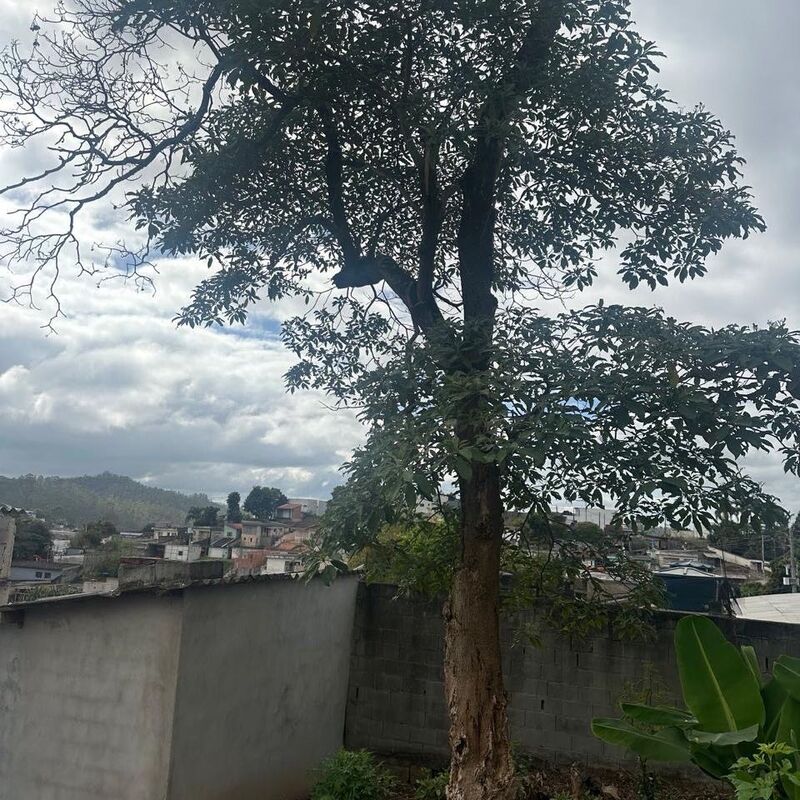 Imagem da publicação