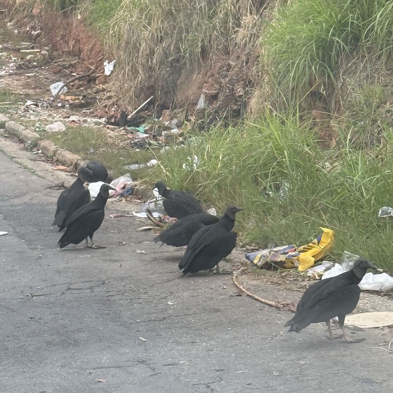 Imagem da publicação