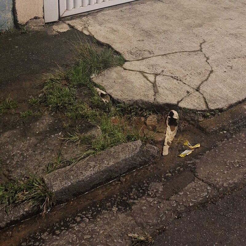 Imagem da publicação