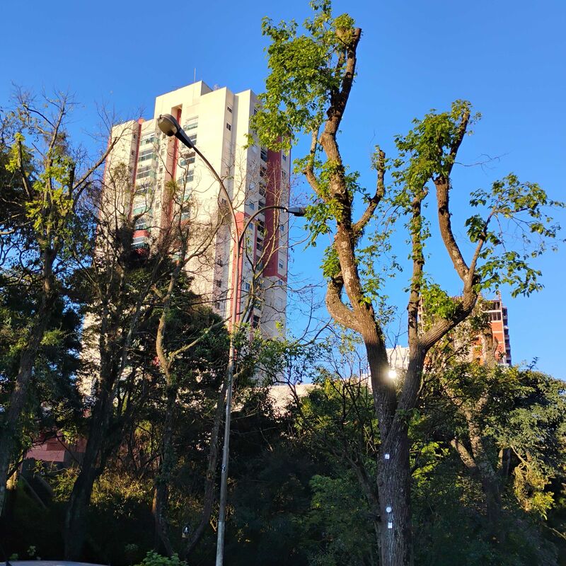 Imagem da publicação