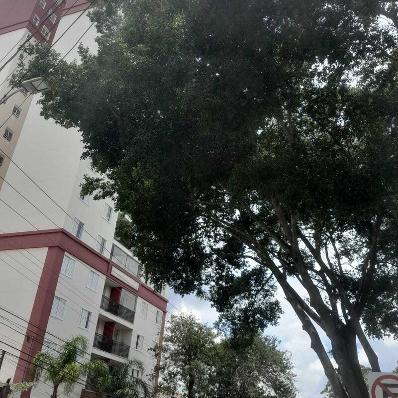 Imagem da publicação