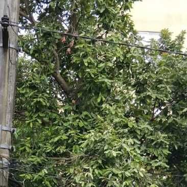 Imagem da publicação