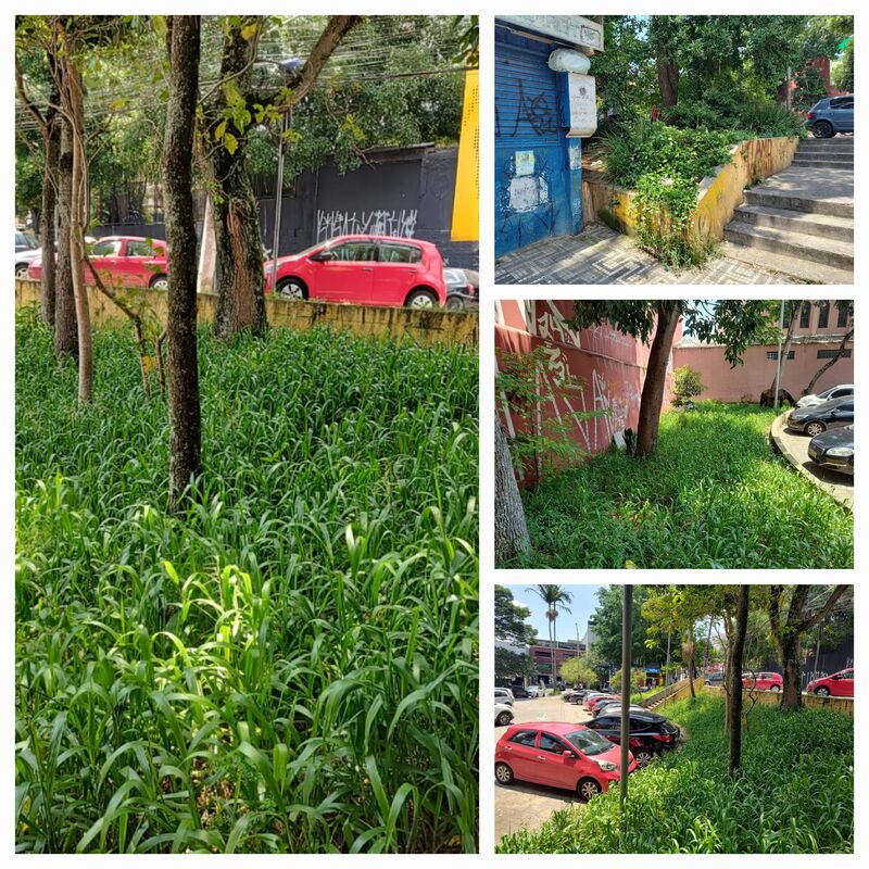 Imagem da publicação