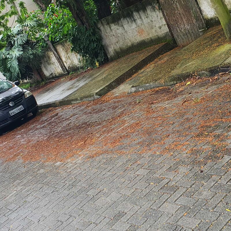 Imagem da publicação