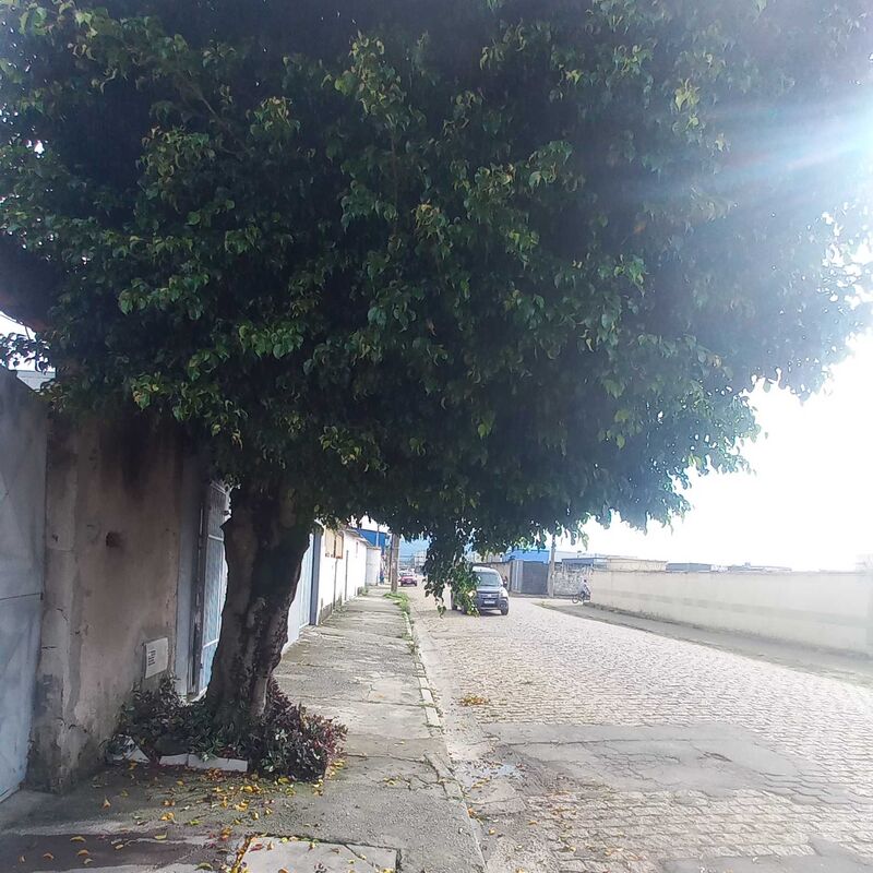 Imagem da publicação