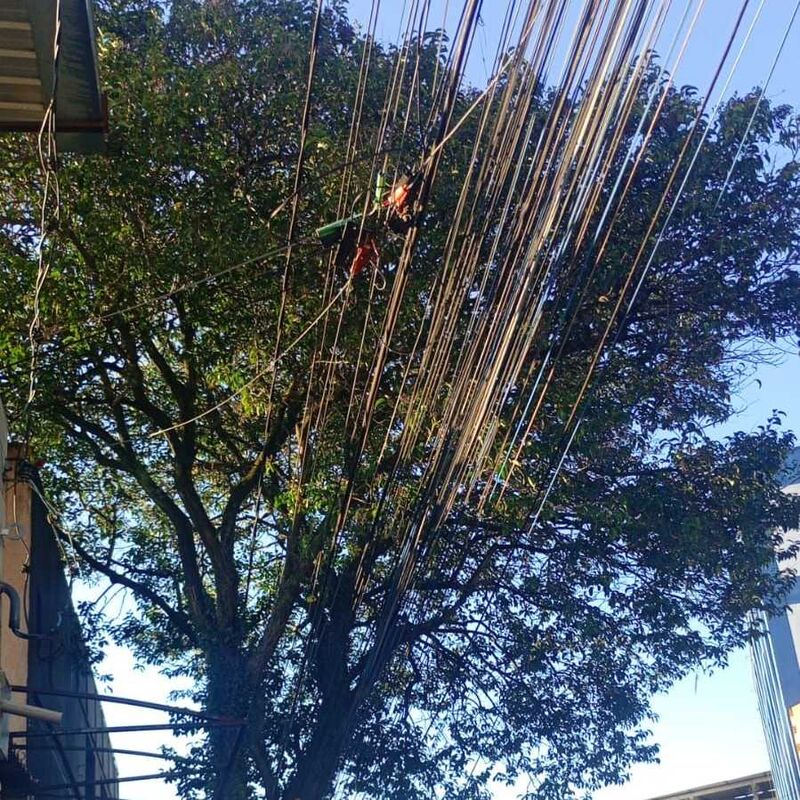 Imagem da publicação