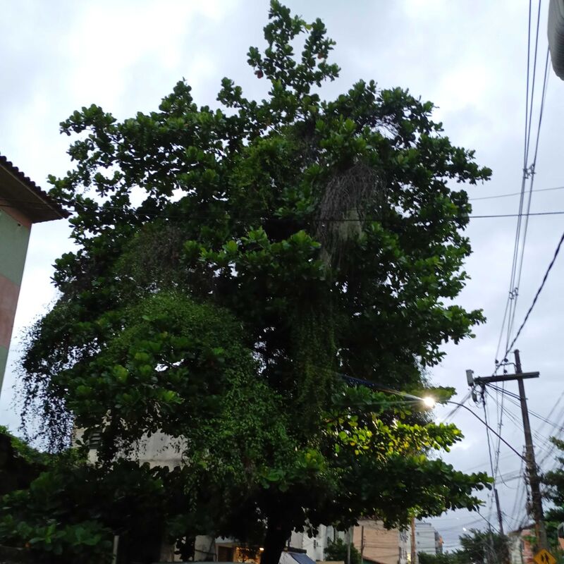 Imagem da publicação