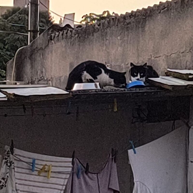 Imagem da publicação
