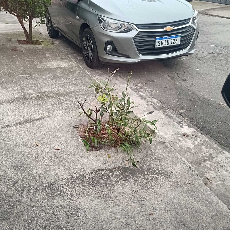 Imagem da publicação